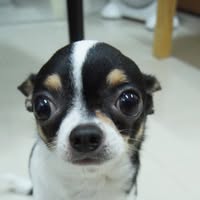 Mr 噗啾